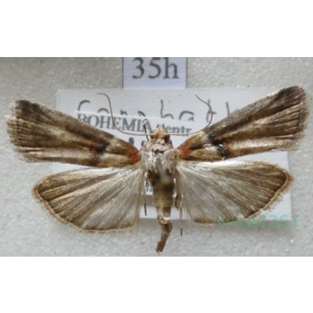 Acrobasis tumidana (Denis & Schiffermüller, 1775) Czech35h